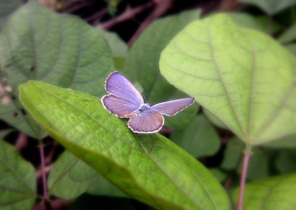 Beauty Of Butterfly