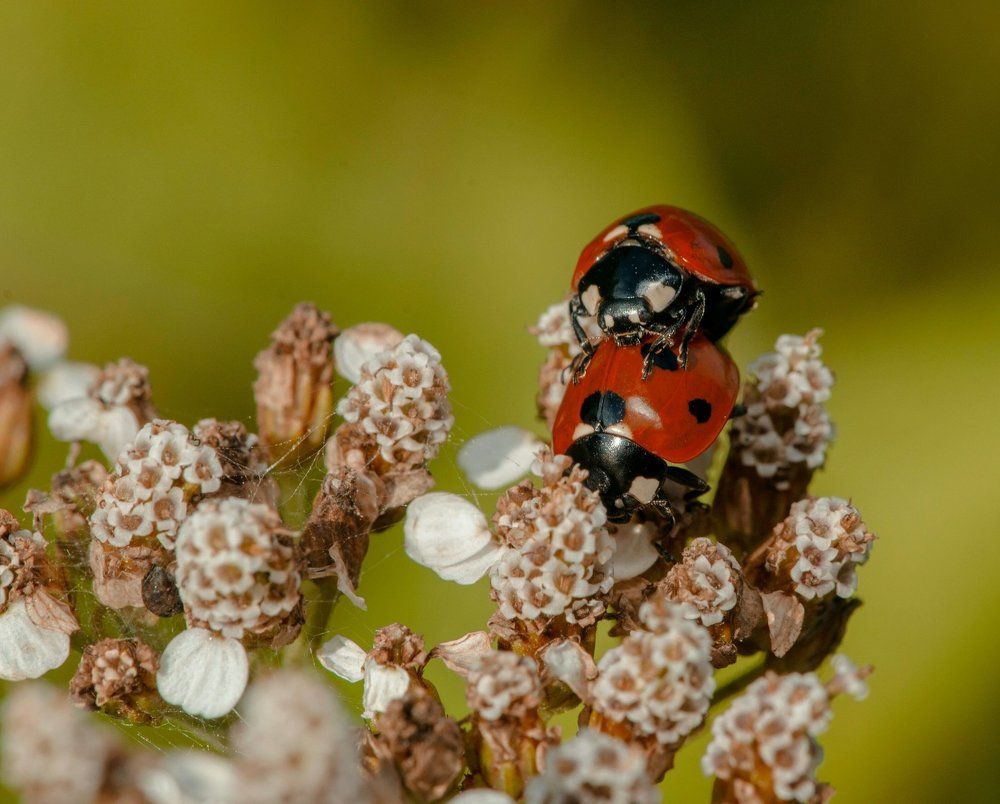 божьи коровки