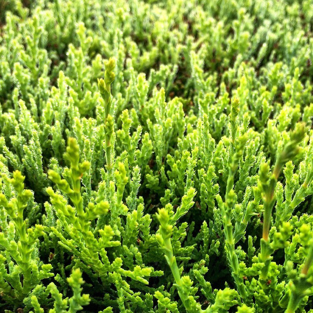 Свежесть в квадрате