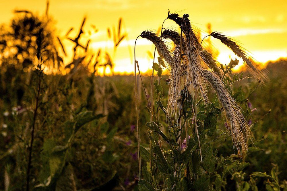 Колоски на закате