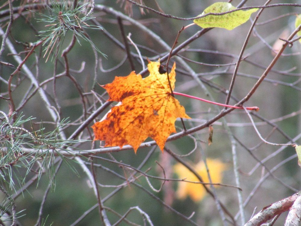 Этот в желтом одинокий