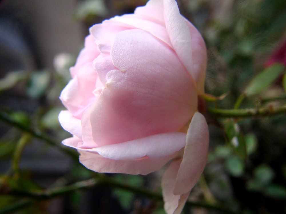 Pretty Rose