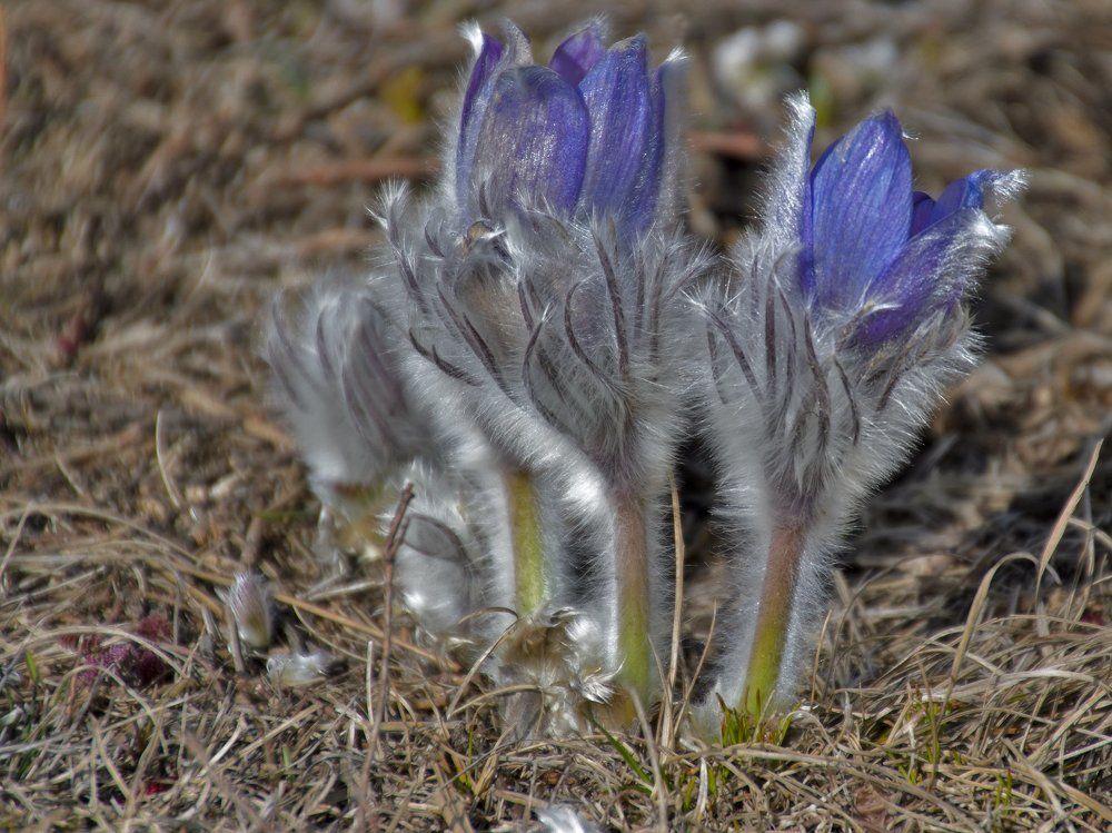 Крымские первоцветы