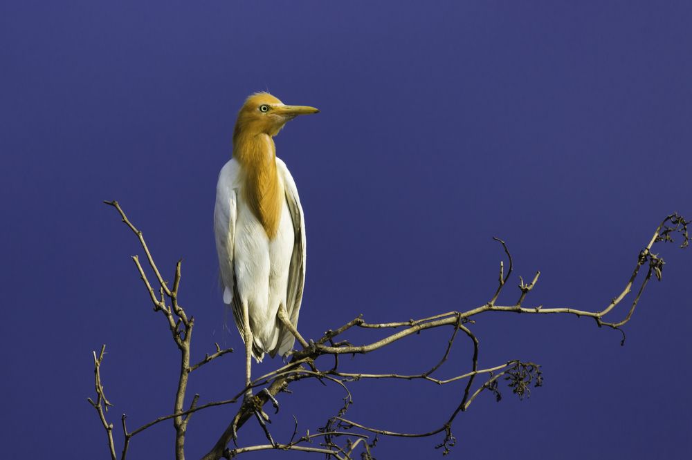 Cattle Egret