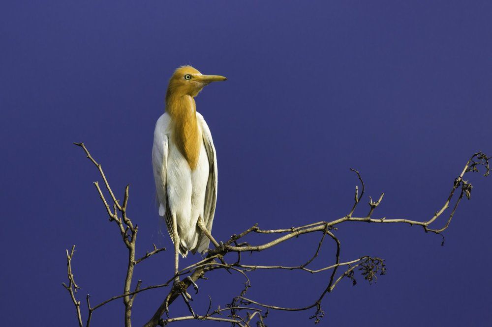 Cattle Egret