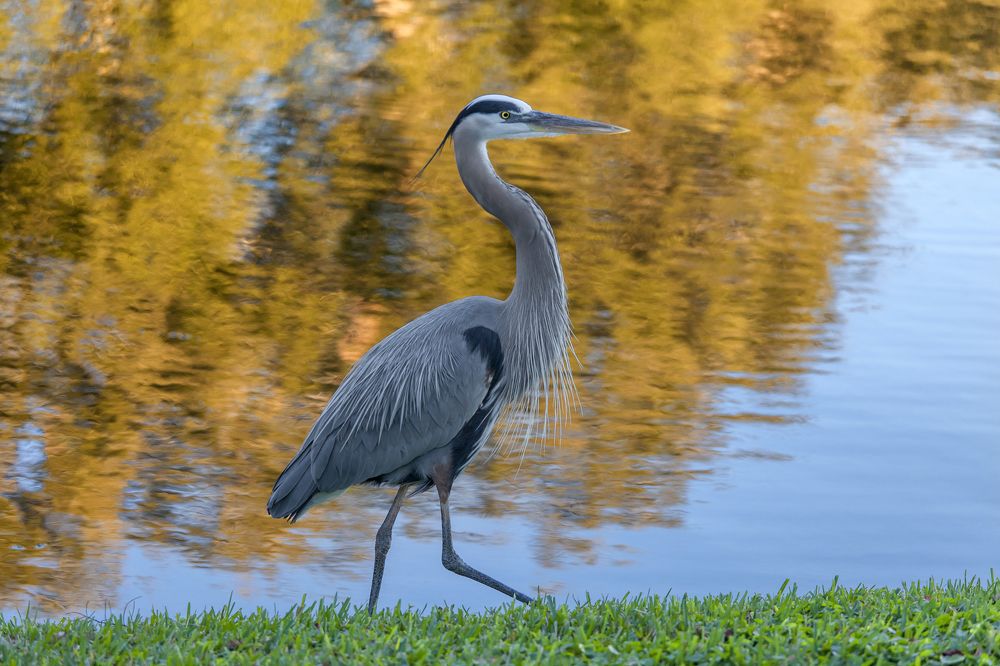 Grey heron at the pond