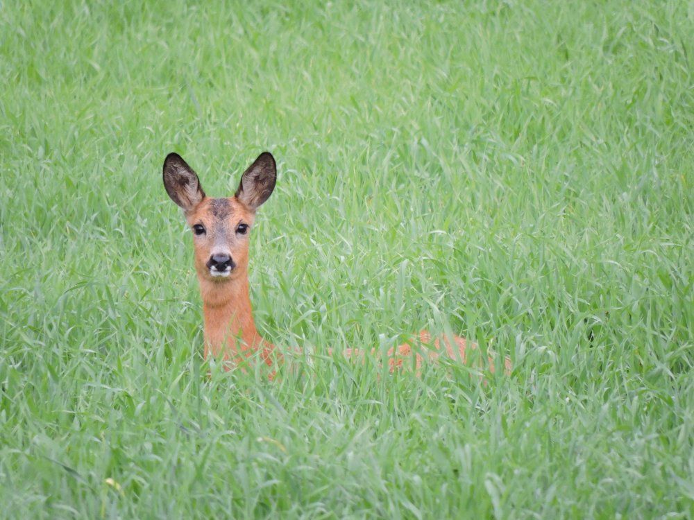 Косуля во ржи