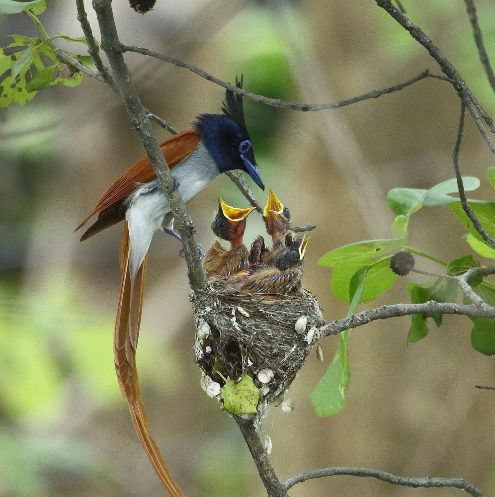 Feeding the young ones....
