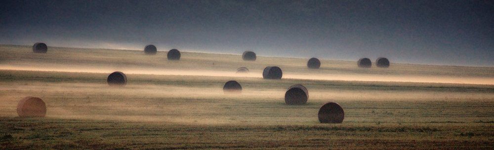Foggy dawn on the field