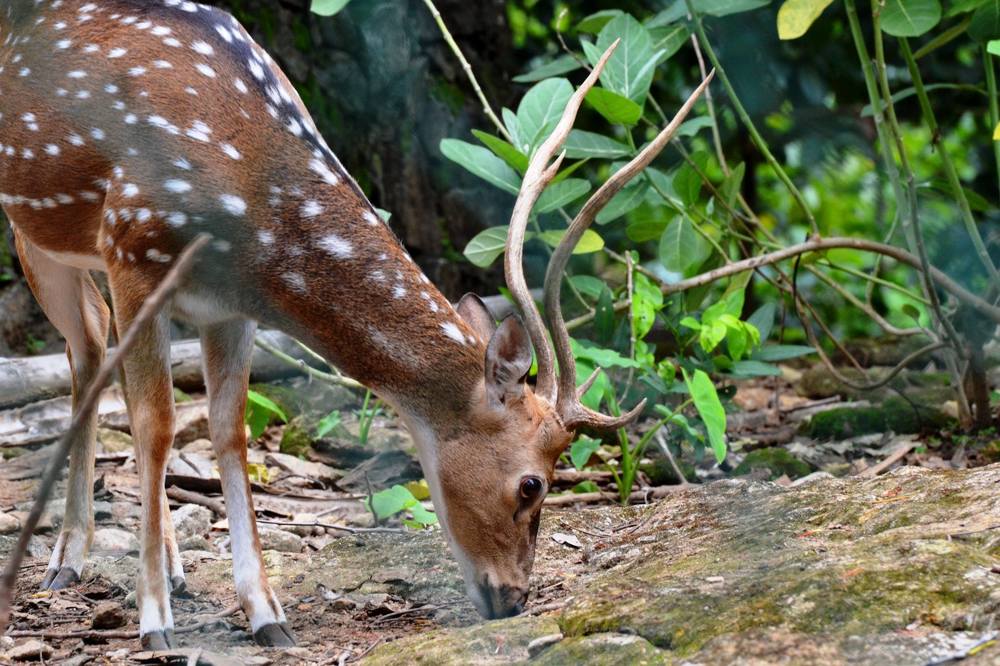 Deer