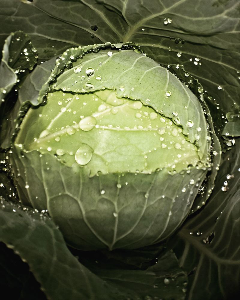 кристалы на капусте