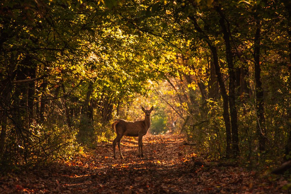 На лесной дороге