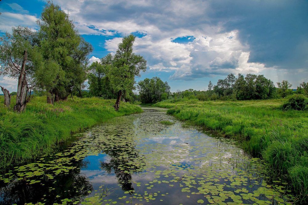 ВОЛЖСКАЯ  ПРОТОКА.