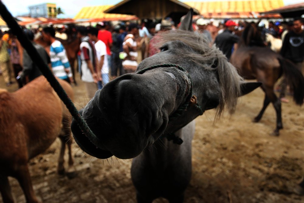 Traditional Horse Market