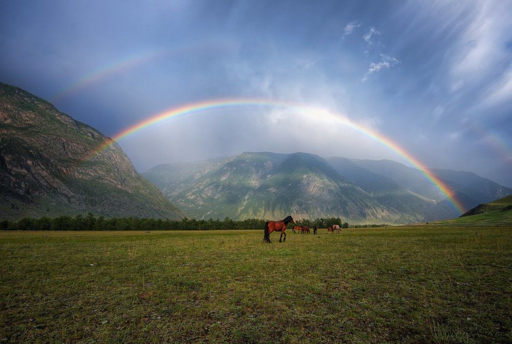 Радужные гости