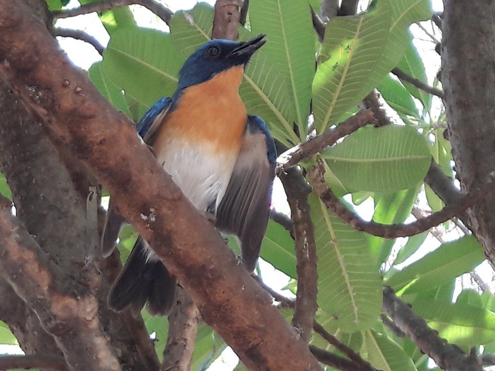 Tickal's bllue fly catcher