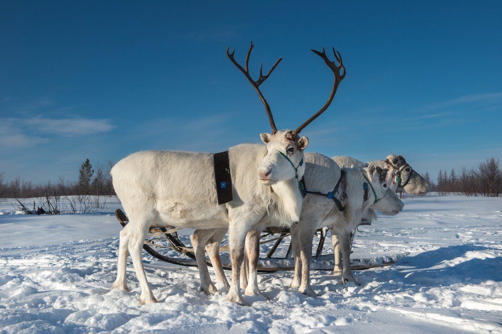 Заполярная тройка