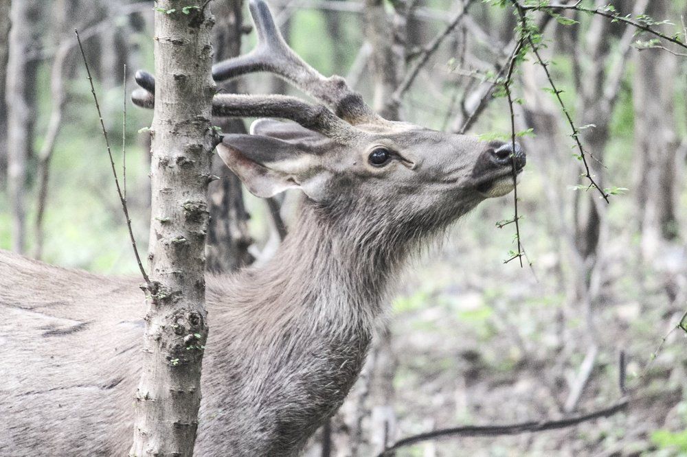 Sambar Deer enjoying freshness of forest