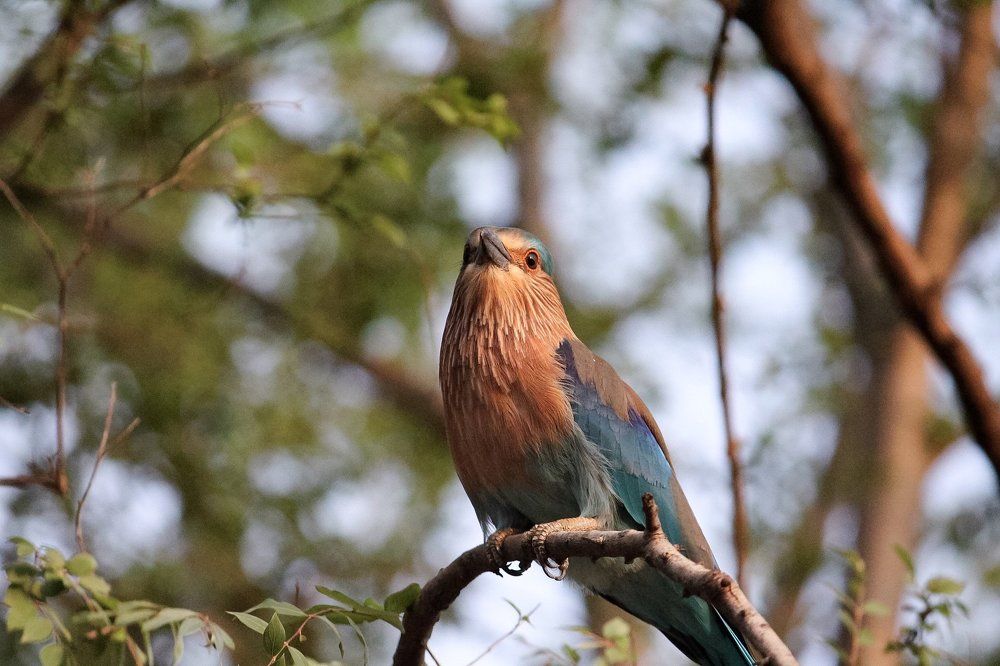 Indian Roller Bird