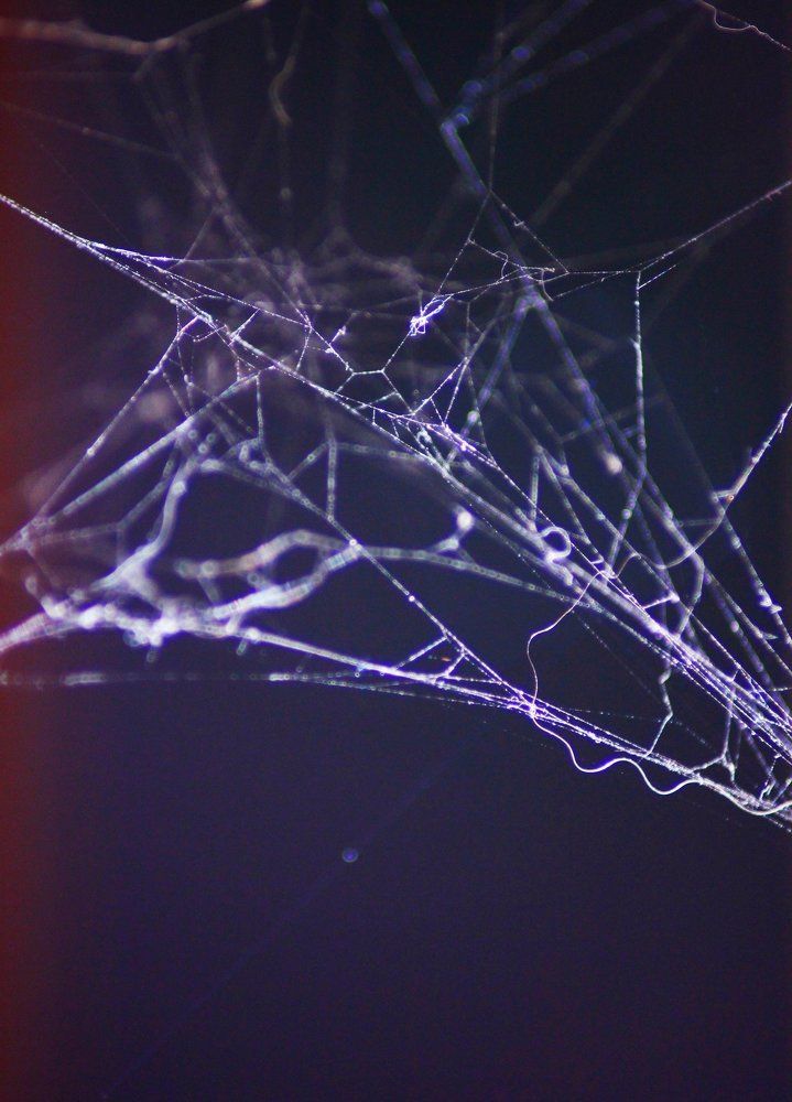 Макро. Паутина.