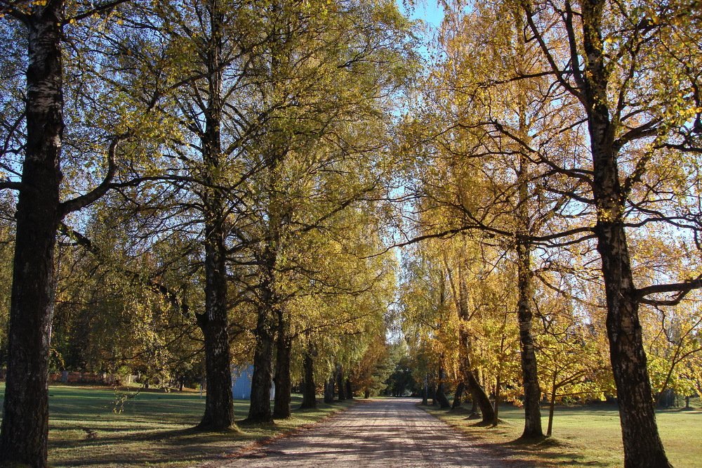 березовая аллея