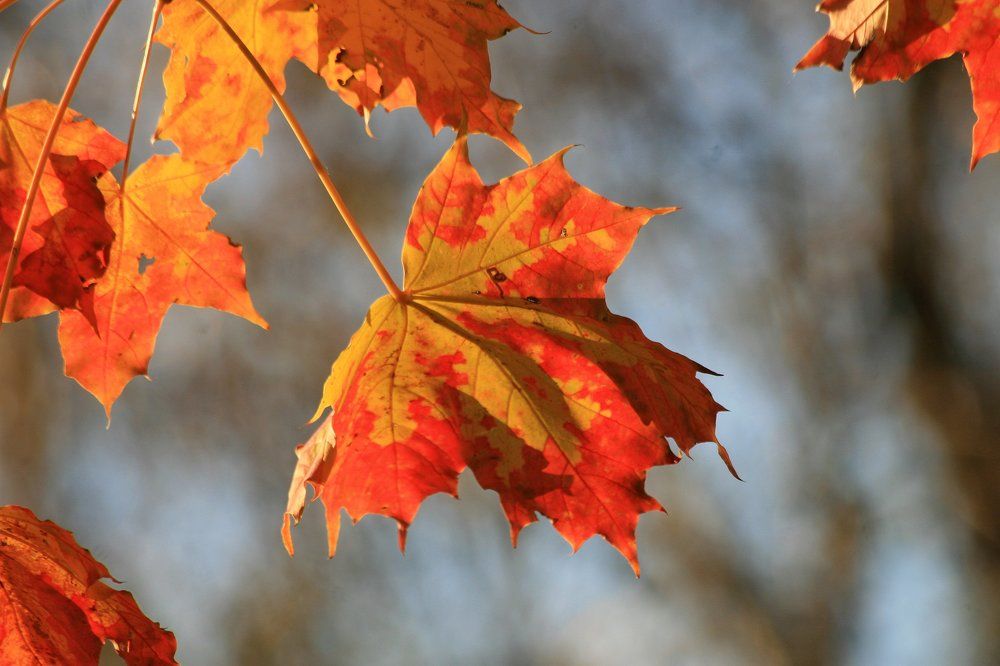 кленовый лист