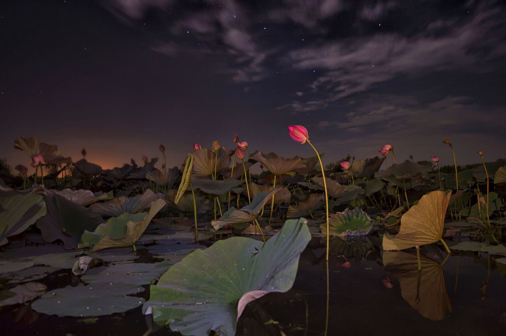 Спящие лотосы под ковшом Большой Медведицы