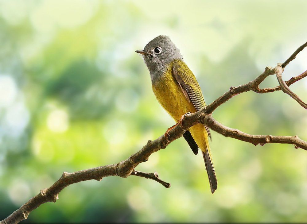 Canary Flycatcher