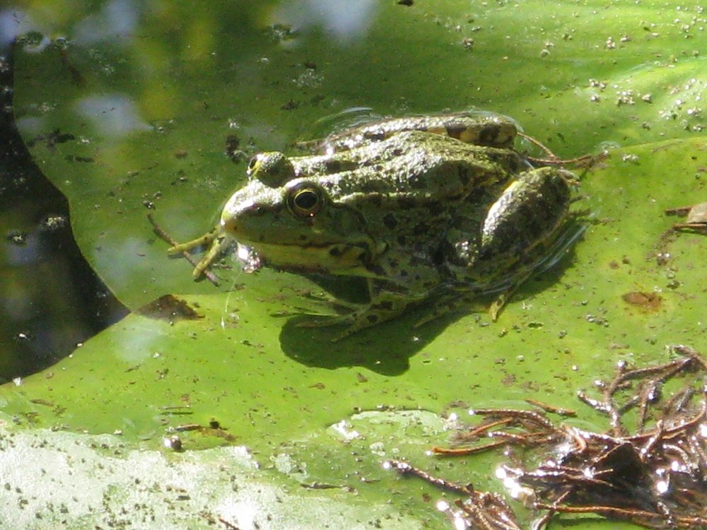 Хорошо на солнышке!