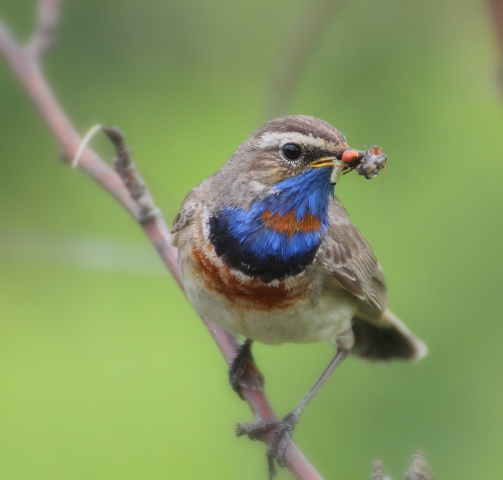 Родительские заботы варакушек