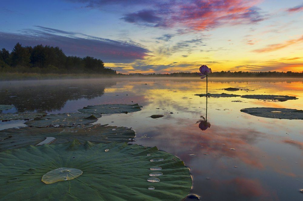Безмятежные сны одинокого лотоса