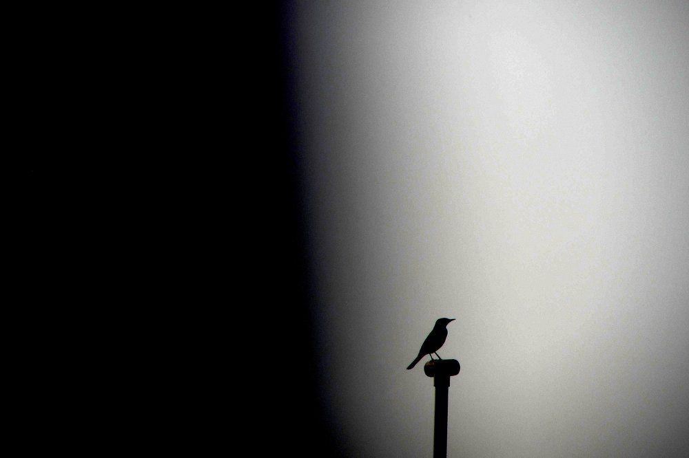 little bird feeling lonly