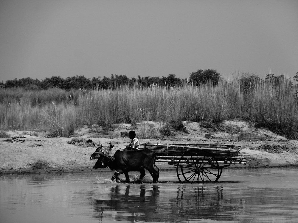 bullock cart