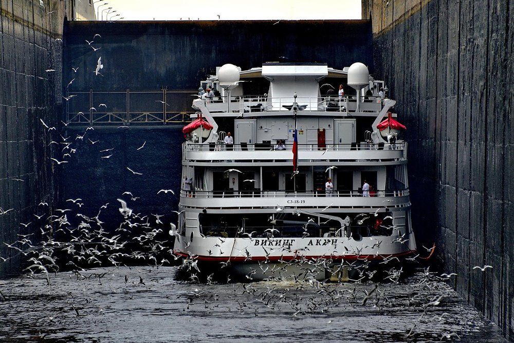 КРИКИ  ЧАЕК .