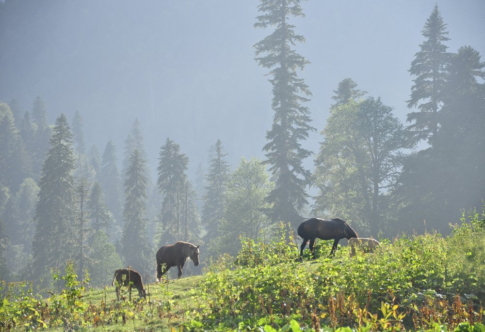 В горах Абхазии после дождя