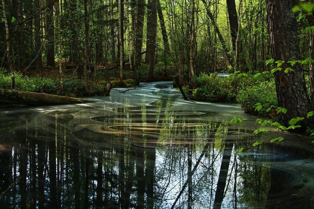 Весна в Мещёре