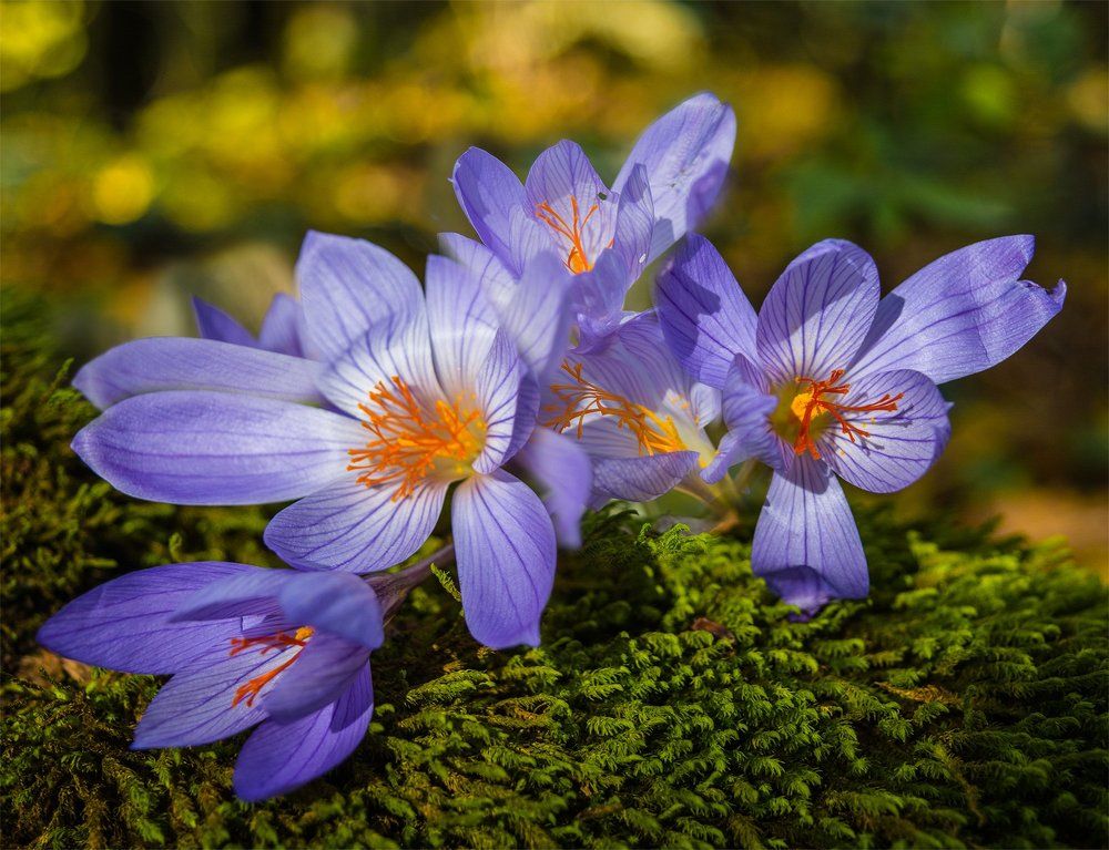 Безвременник – странный цветок!