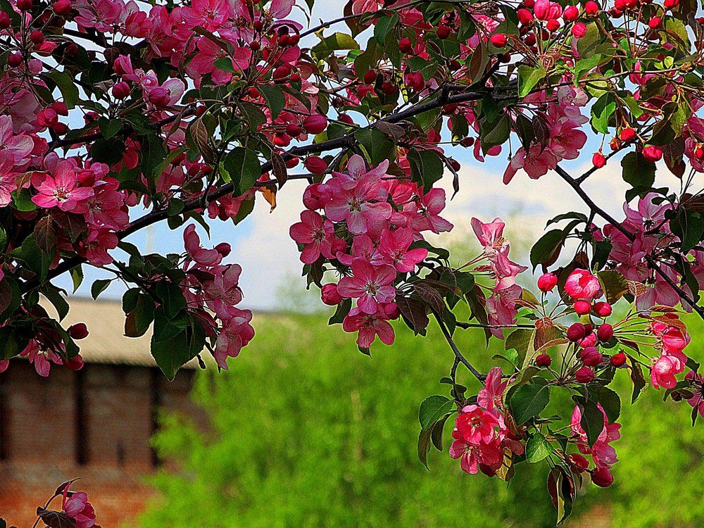 Опять весна на белом свете....