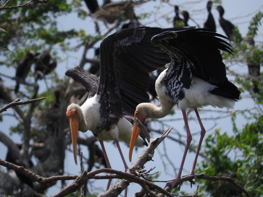 Painted Storks