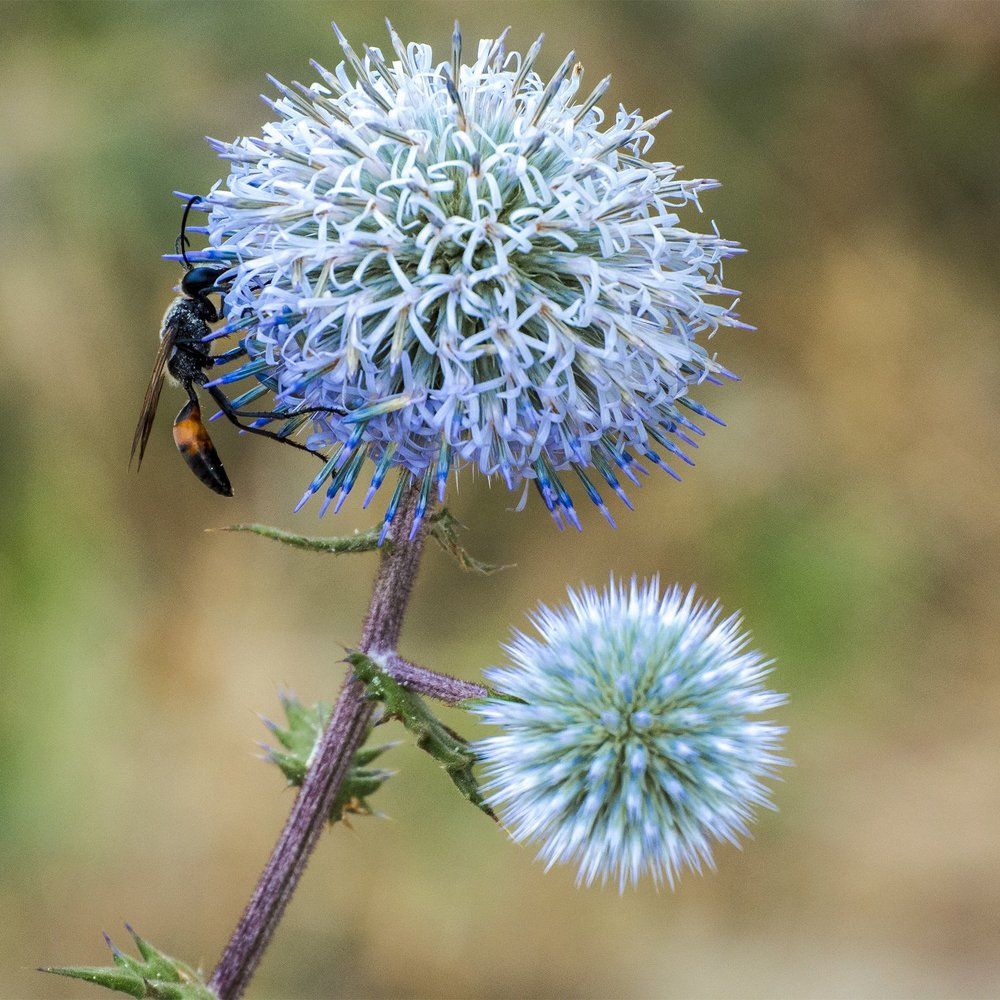 Колючий синеголовник