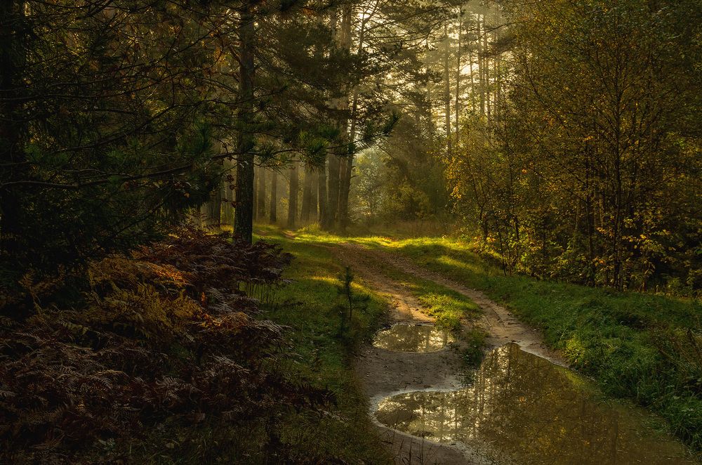 Утро в осеннем лесу