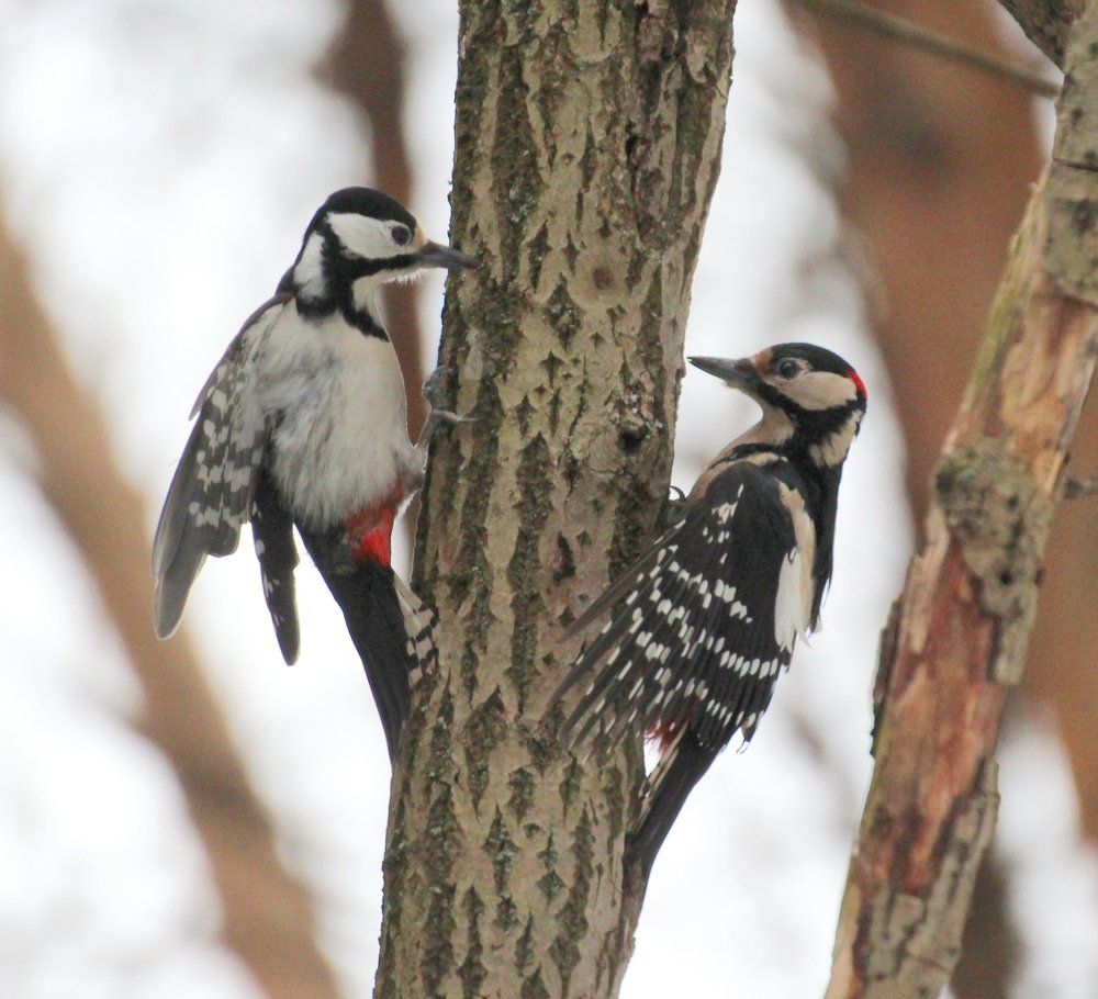 Дятловые разборки