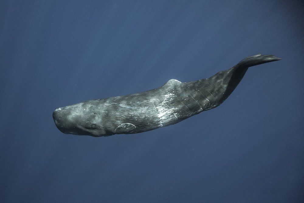 Жизнь кашалотов