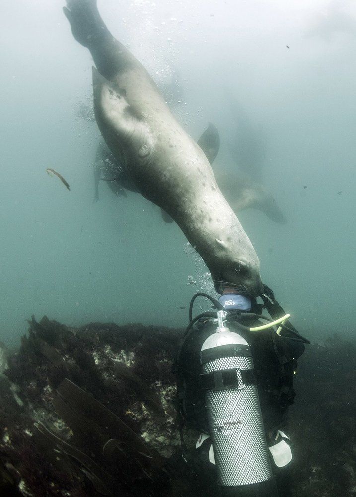 Игры с сивучами