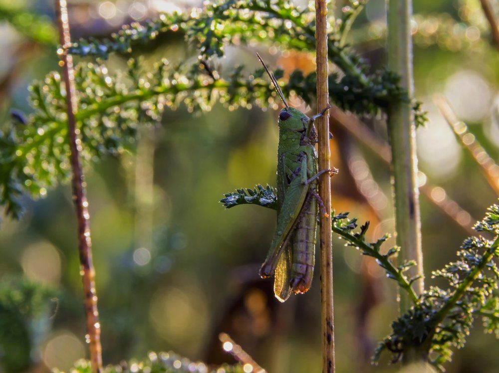 В лучах утреннего солнца