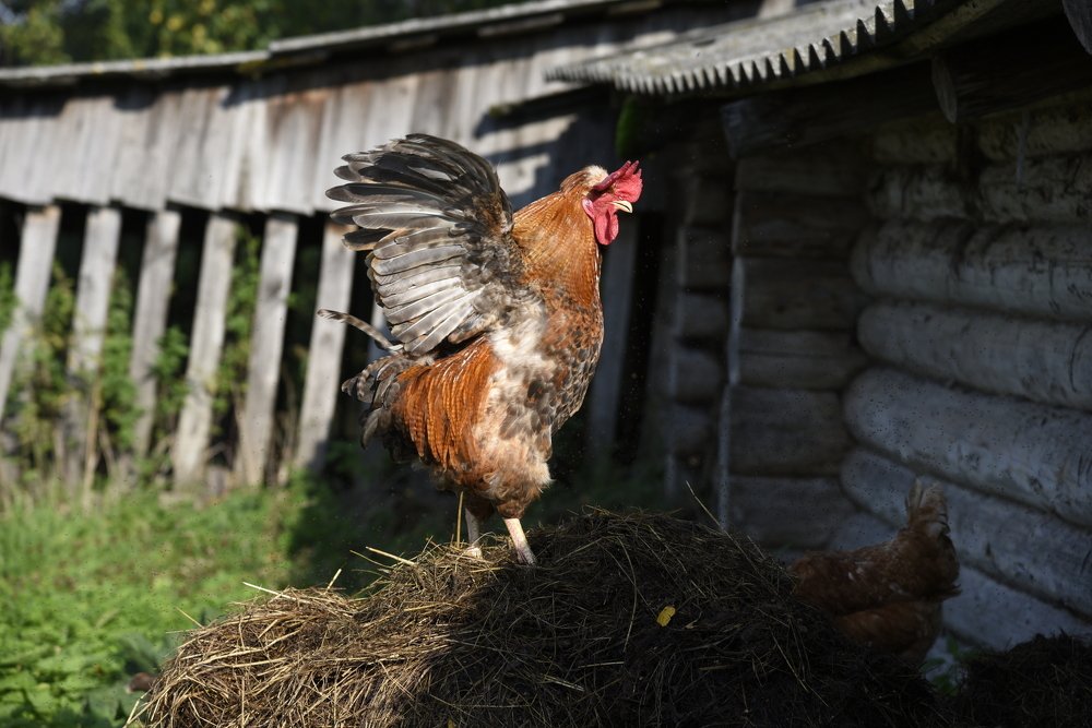 Символ года