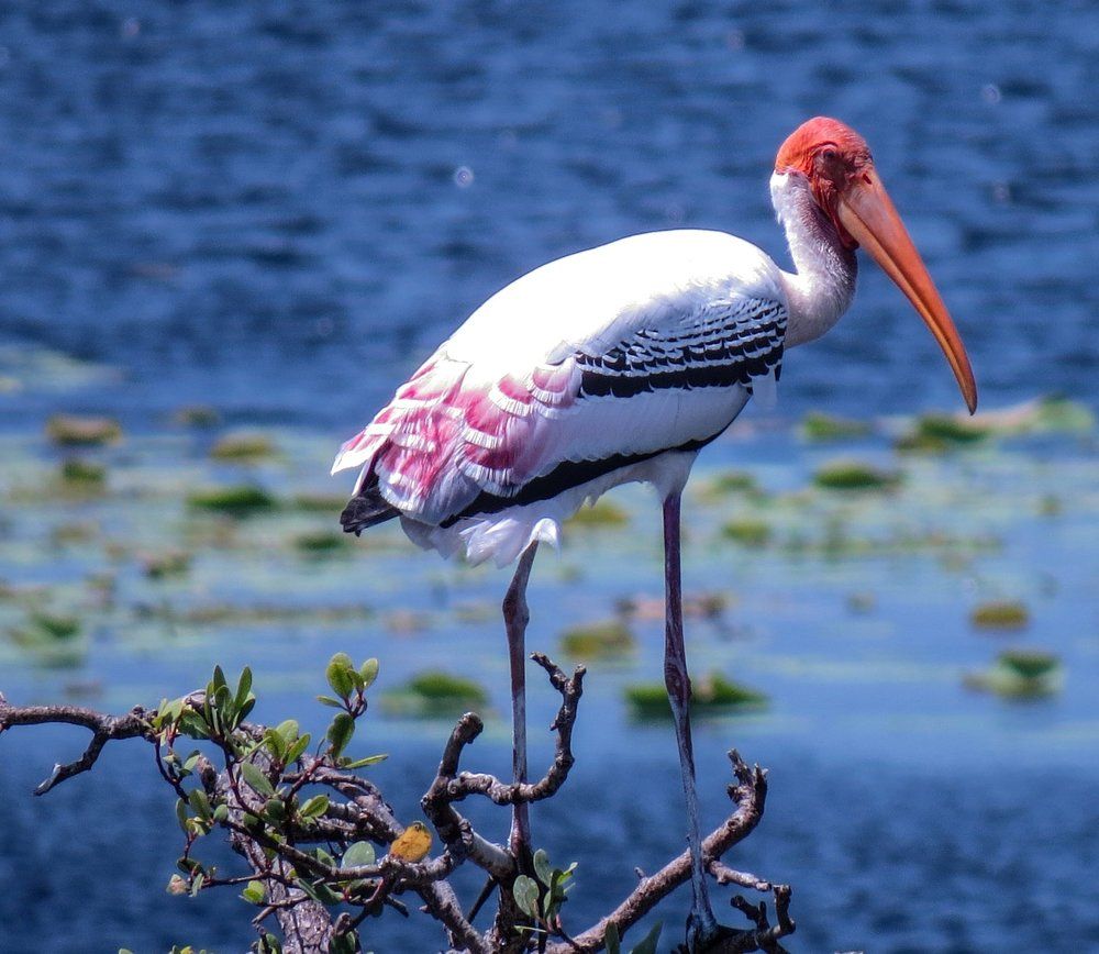 Painted Stork in top of Tree