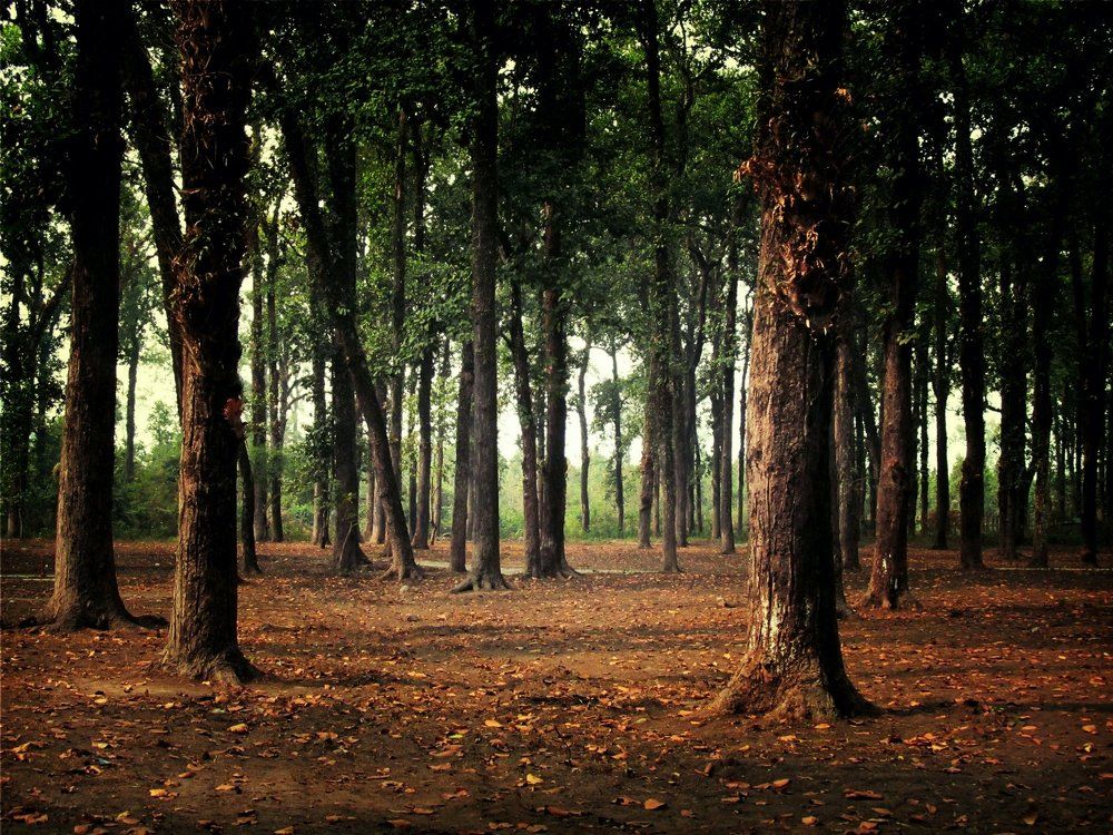 The Woods