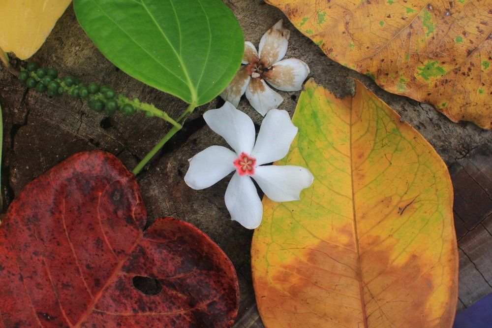 Цветок, увядающий цветок и веточка перца