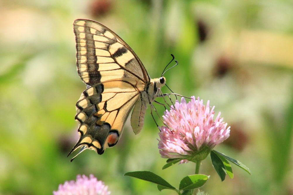 бабочка на клевере